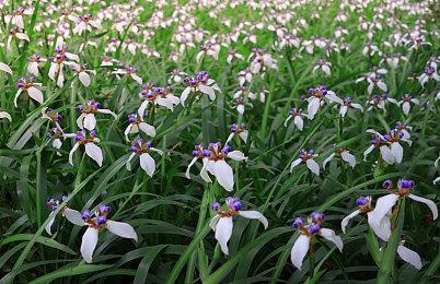 《魔法门之英雄无敌：上古纪元》已在Steam开放测试